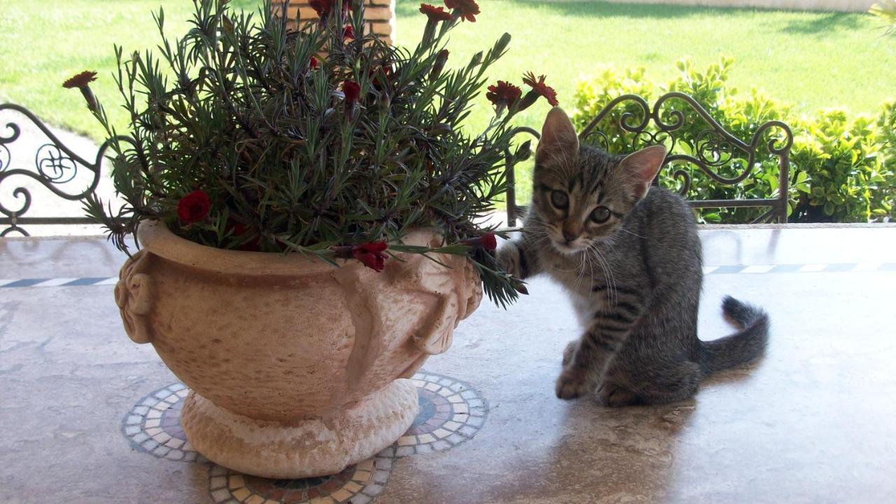 לינה וארוחת בוקר Canneto  Il Giardino Degli Ulivi מראה חיצוני תמונה